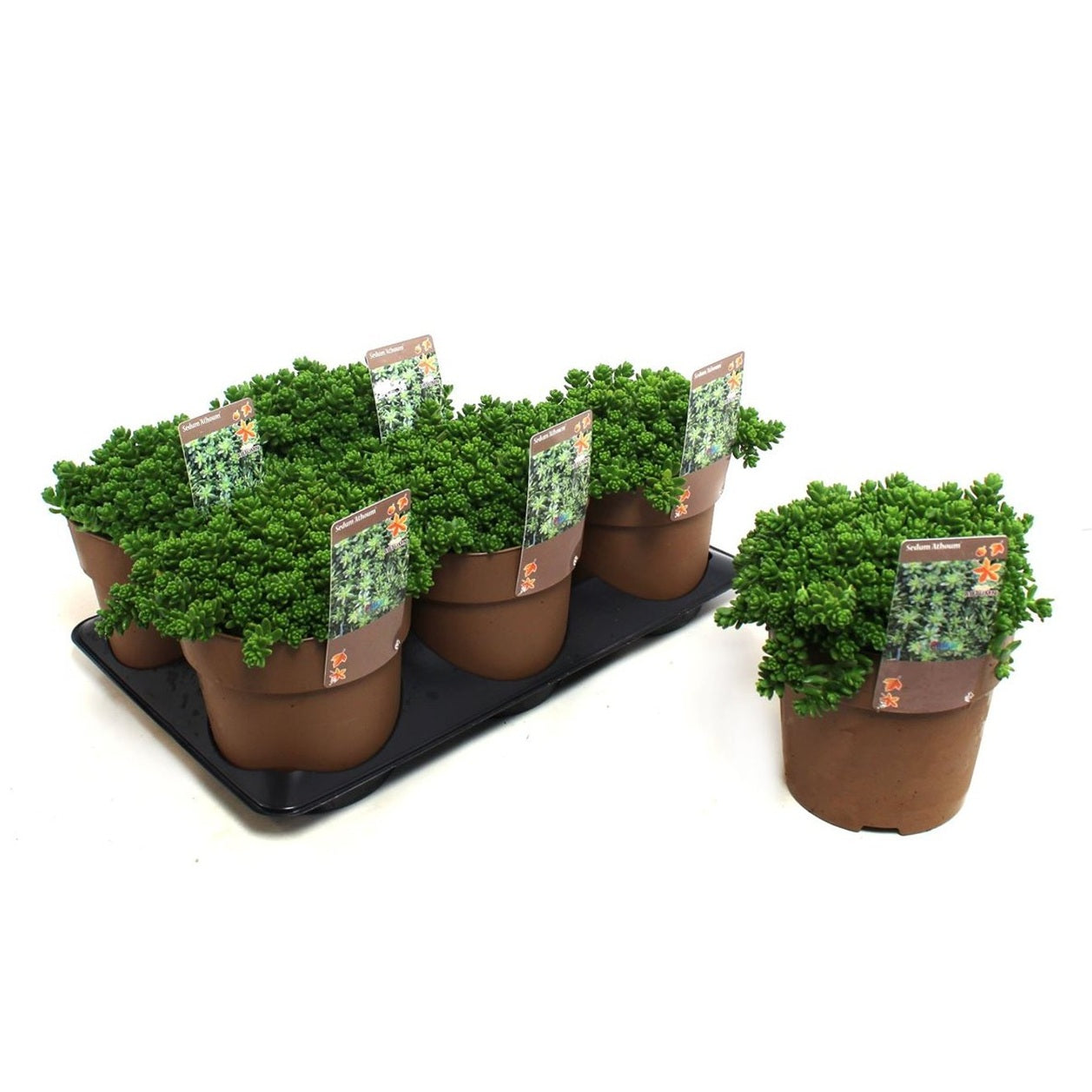 Fetknopp – Sedum Athoum - C1,5